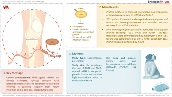 Blocking tri-methylguanosine synthase 1 (TGS1) stops anchorage-independent growth of canine sarcomas
