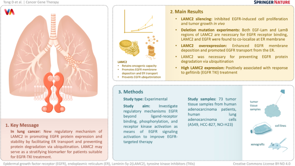 LAMC2 promotes EGFR cell membrane localization and acts as a novel biomarker for tyrosine kinase inhibitors (TKIs) sensitivity in lung cancer