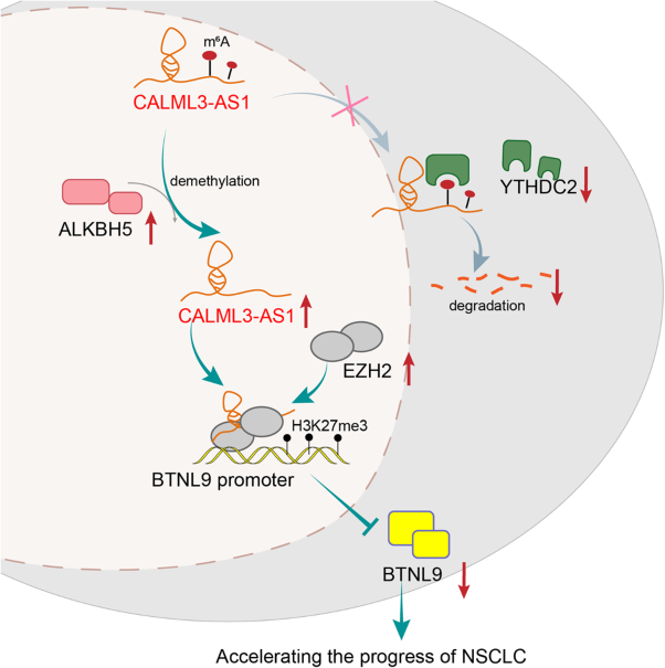 LncRNA CALML3-AS1 modulated by m<sup>6</sup>A modification induces BTNL9 methylation to drive non-small-cell lung cancer progression