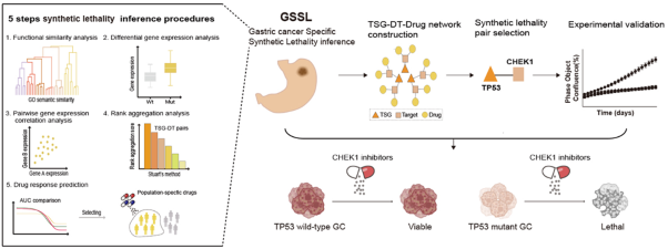 Leveraging synthetic lethality to uncover potential therapeutic target in gastric cancer