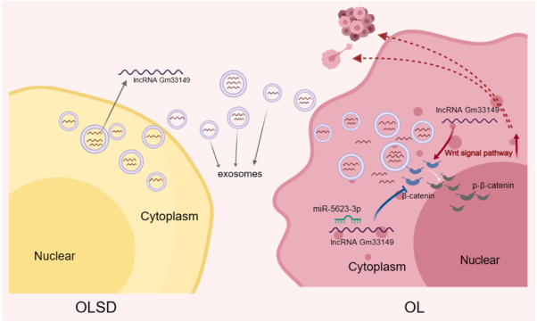 Novel lncRNA Gm33149 modulates metastatic heterogeneity in melanoma by regulating the miR-5623-3p/Wnt axis via exosomal transfer