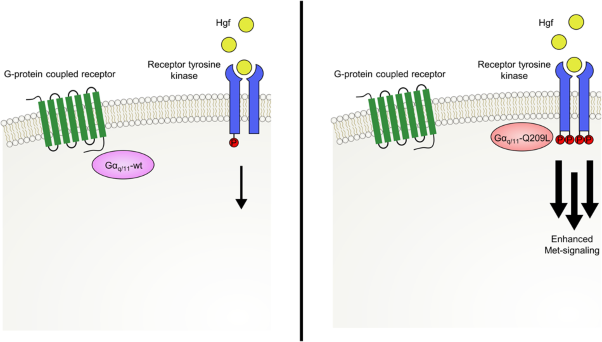 Transactivation of Met signaling by oncogenic Gnaq drives the evolution of melanoma in Hgf-Cdk4 mice