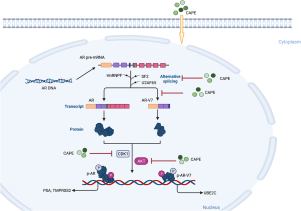 Caffeic acid phenethyl ester suppresses the expression of androgen receptor variant 7 via inhibition of CDK1 and AKT