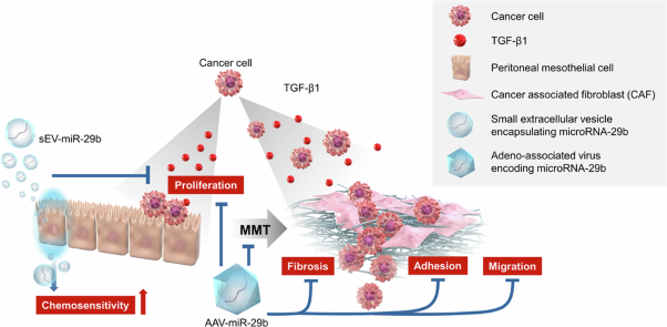 Intraperitoneal administration of adeno-associated virus encoding microRNA-29b for the treatment of peritoneal metastasis