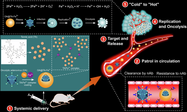 Systemic delivery of tannic acid-ferric-masked oncolytic adenovirus reprograms tumor microenvironment for improved therapeutic efficacy in glioblastoma