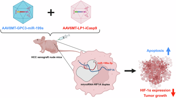 AAV-mediated combination gene therapy of inducible Caspase 9 and miR-199a-5p is therapeutic in hepatocellular carcinoma