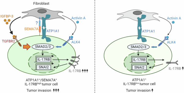 SEMA7A-mediated juxtacrine stimulation of IGFBP-3 upregulates IL-17RB at pancreatic cancer invasive front