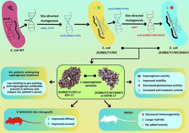 Engineered L-asparaginase variants with enhanced therapeutic properties to improve treatment of childhood acute lymphatic leukemia