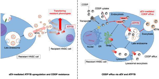ATPase copper transporting beta contributes to cisplatin resistance as a regulatory factor of extracellular vesicles in head and neck squamous cell carcinoma