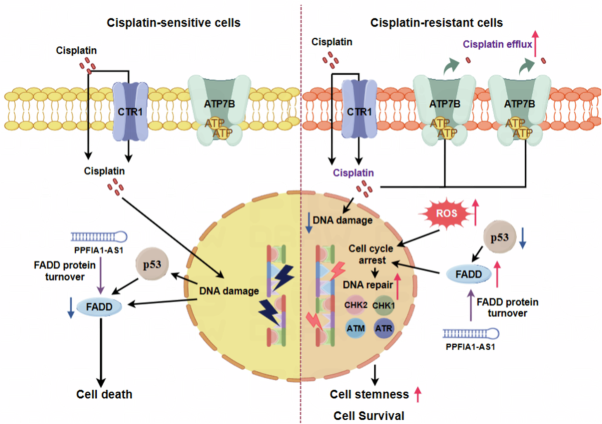 From resistance to sensitivity: the impact of FADD and lncRNA PPFIA1-AS1 on cisplatin treatment in LUSC