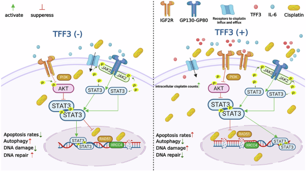 TFF3 sensitizes cervical carcinoma cells to cisplatin toxicity by binding to IGF2R
