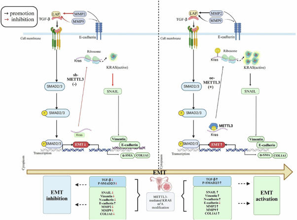 m<sup>6</sup>A epitranscriptomic regulation of KRAS by METTL3 promotes EMT and stromal remodeling through TGF-β/SMAD signaling in cervical cancer