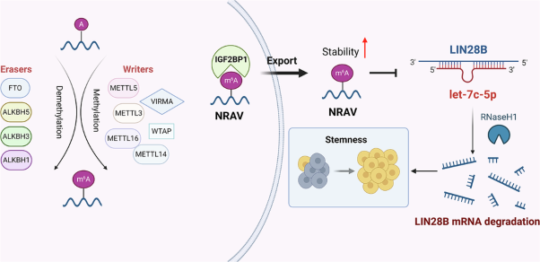 NRAV promotes HCC stemness via the m6A-regulated let-7c-5p/LIN28B axis