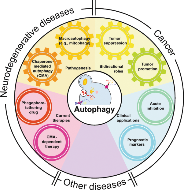 Autophagy and disease: unanswered questions
