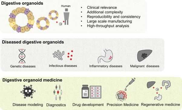 The promise of human organoids in the digestive system