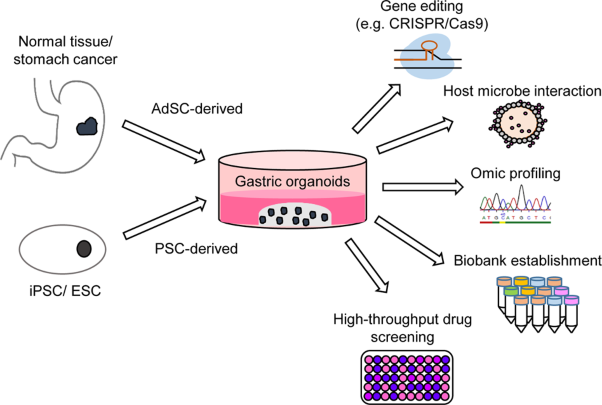 Gastric organoids—an in vitro model system for the study of gastric development and road to personalized medicine