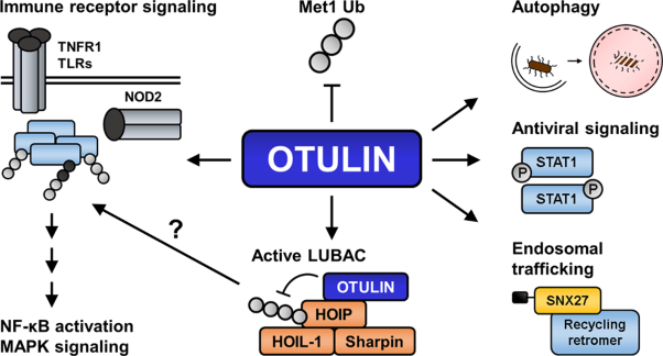 Ubiquitin-dependent and -independent functions of OTULIN in cell fate control and beyond