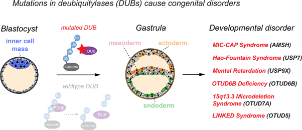 Deubiquitylases in developmental ubiquitin signaling and congenital diseases