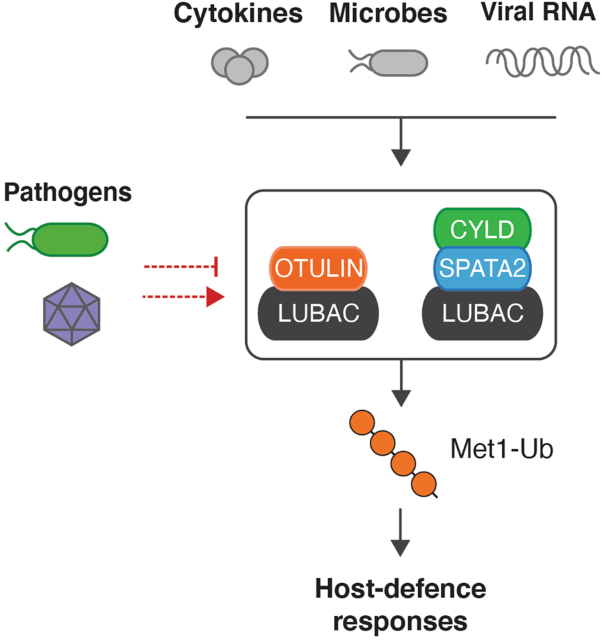 The Met1-linked ubiquitin machinery in inflammation and infection
