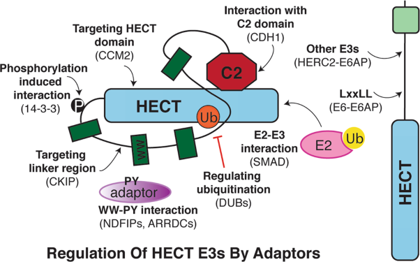 Adaptors as the regulators of HECT ubiquitin ligases