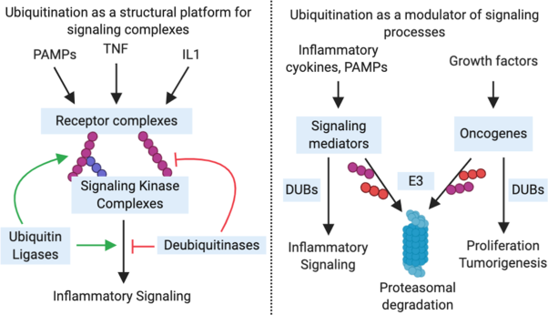 Ubiquitination in the regulation of inflammatory cell death and cancer