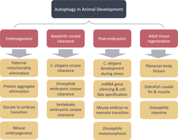 Autophagy in animal development