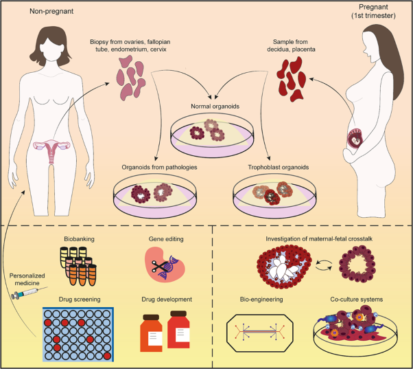 Organoid systems to study the human female reproductive tract and pregnancy