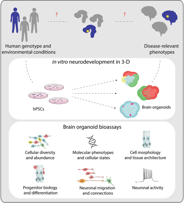 Brain organoids: an ensemble of bioassays to investigate human neurodevelopment and disease