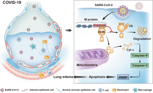 SARS-CoV-2 membrane protein causes the mitochondrial apoptosis and pulmonary edema via targeting BOK