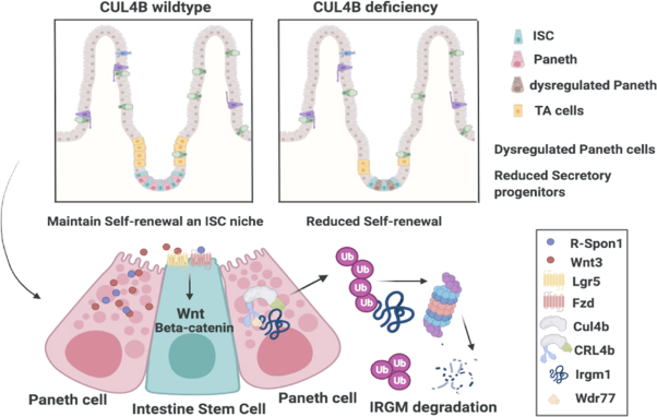 Cullin 4b-RING ubiquitin ligase targets IRGM1 to regulate Wnt signaling and intestinal homeostasis