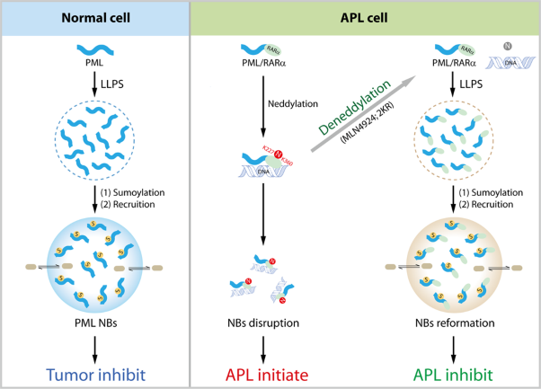 Deneddylation of PML/RARα reconstructs functional PML nuclear bodies via orchestrating phase separation to eradicate APL