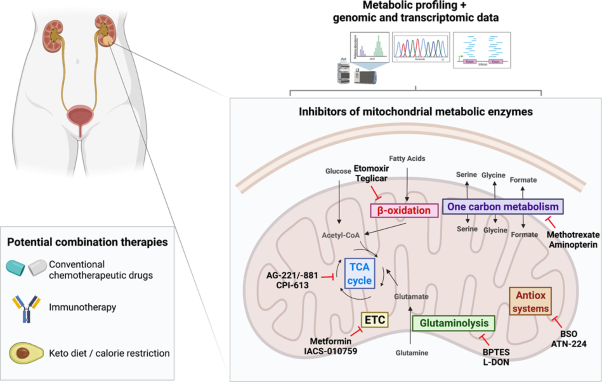 Targeting mitochondrial metabolism for precision medicine in cancer