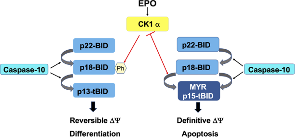 Role of Caspase-10-P13tBID axis in erythropoiesis regulation