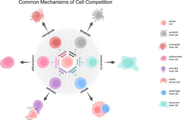 To not love thy neighbor: mechanisms of cell competition in stem cells and beyond