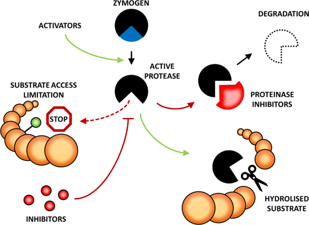 Mechanisms controlling plant proteases and their substrates