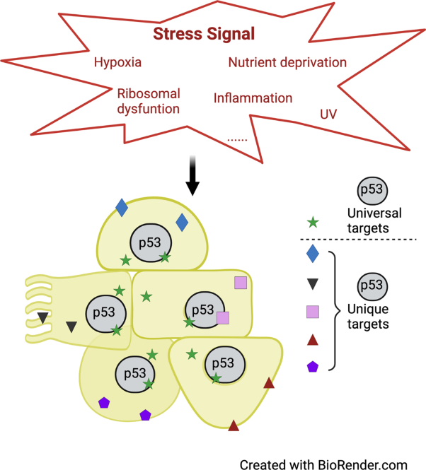 Tissue specificity and spatio-temporal dynamics of the p53 transcriptional program