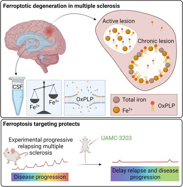 Ferroptosis contributes to multiple sclerosis and its pharmacological targeting suppresses experimental disease progression