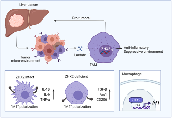 Transcription factor Zhx2 is a checkpoint that programs macrophage polarization and antitumor response