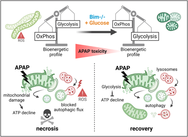 Non-canonical BIM-regulated energy metabolism determines drug-induced liver necrosis