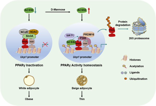 ACSS2 controls PPARγ activity homeostasis to potentiate adipose-tissue plasticity