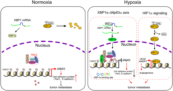 Hypoxia-activated XBP1s recruits HDAC2-EZH2 to engage epigenetic suppression of ΔNp63α expression and promote breast cancer metastasis independent of HIF1α