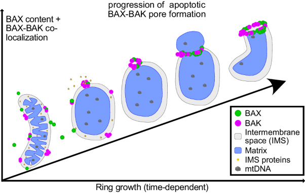 Endogenous BAX and BAK form mosaic rings of variable size and composition on apoptotic mitochondria
