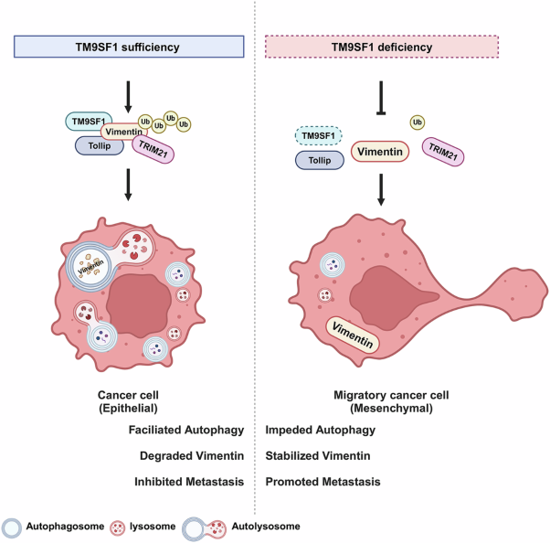 TM9SF1 inhibits colorectal cancer metastasis by targeting Vimentin for Tollip-mediated selective autophagic degradation