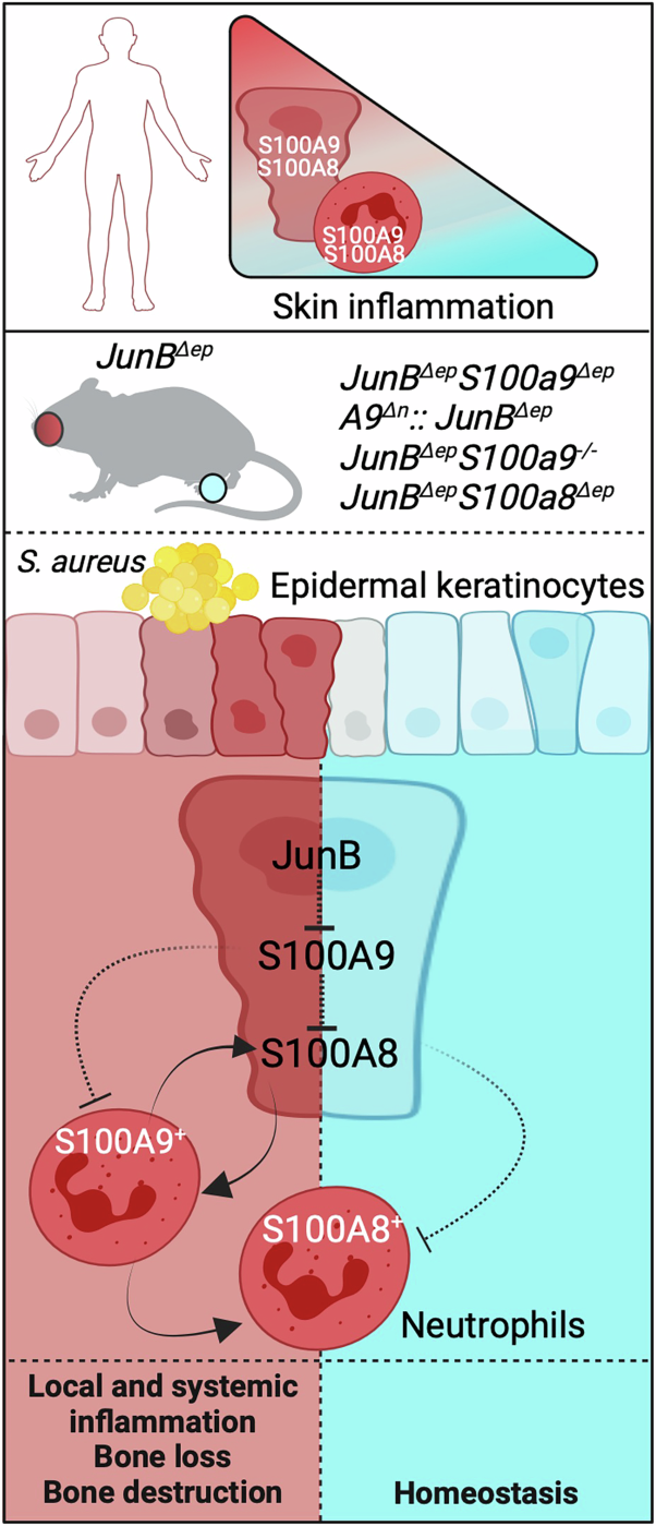 Chronic skin and systemic inflammation modulated by S100A8 and S100A9 complexes