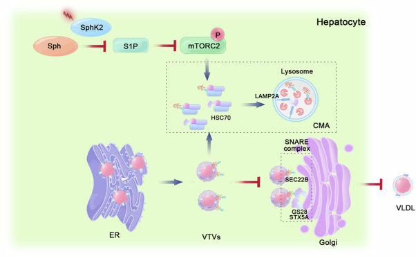 Sphingosine kinase 2 deficiency impairs VLDL secretion by inhibiting mTORC2 phosphorylation and activating chaperone-mediated autophagy