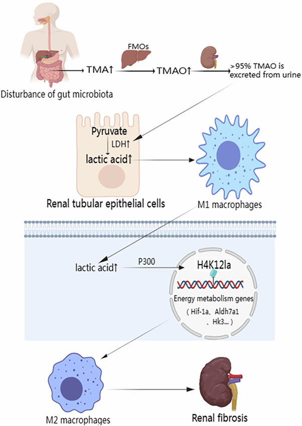 Intestinal metabolite TMAO promotes CKD progression by stimulating macrophage M2 polarization through histone H4 lysine 12 lactylation