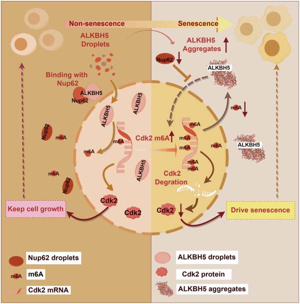 Reversible ALKBH5 cytosolic aggregation accelerates cellular senescence