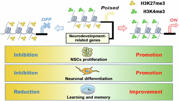 Inverse and dynamic levels of H3K4me3 and H3K27me3 regulate mouse postnatal dental gyrus development