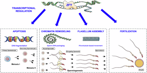 Large-scale transcriptomic analyses reveal downstream target genes of ZFY1 and ZFY2 transcription factors in male germ cells