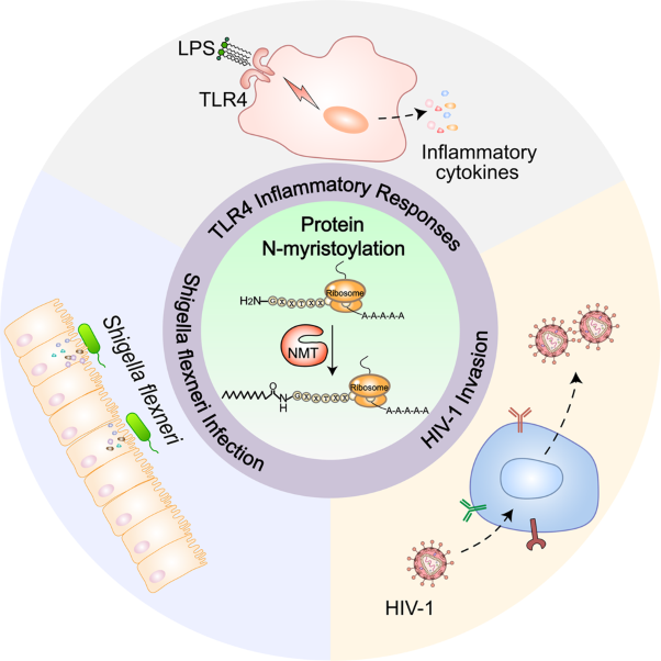Protein N-myristoylation: functions and mechanisms in control of innate immunity